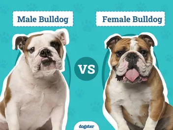 Male vs Female Bulldog: What’s the Difference? (With Pictures)