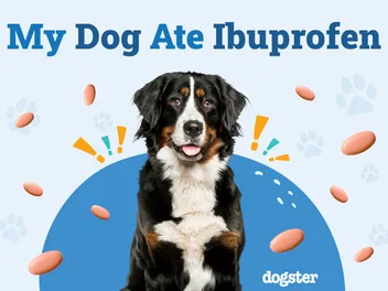 My Dog Ate Ibuprofen: Signs of Toxicity & What to Do (Vet Answer)