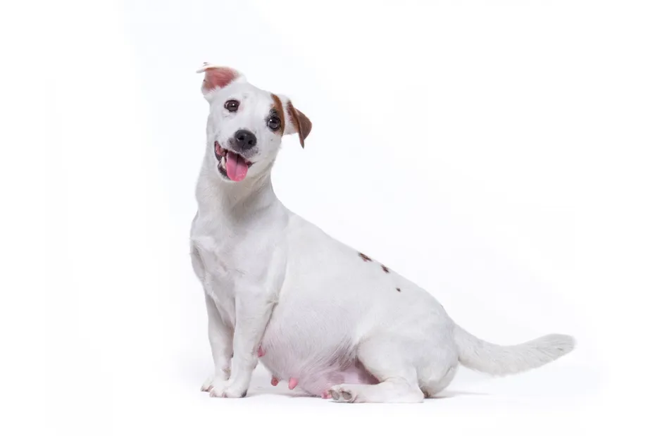 pregnant jack russell terrier dog