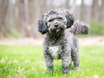 Havashu (Havanese & Shih Tzu Mix): Info, Pictures, Care & More