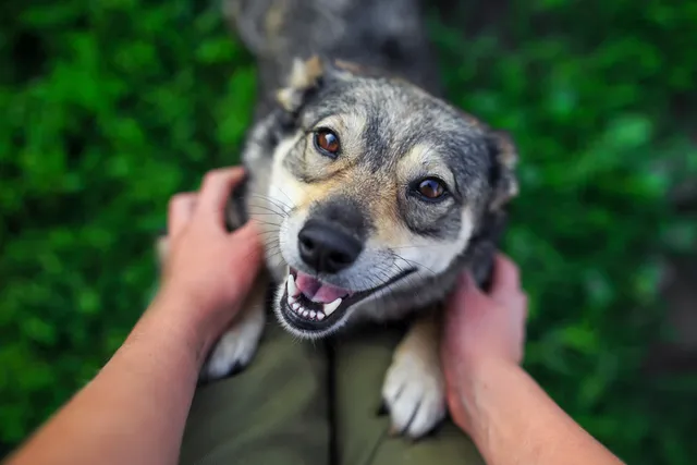 Why Do Dogs Jump on You? 3 Reasons & How to Stop It