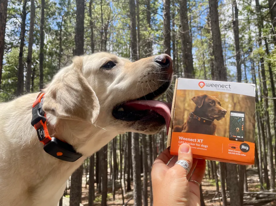 Dog wearing a Weenect GPS collar licking its Weenect XT product box