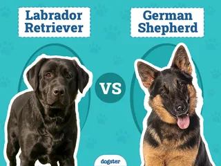 Labrador Retriever vs. German Shepherd: Key Differences (With Info & Pictures)
