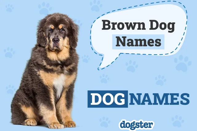 175 Brown Dog Names: Ideas for Your Adorable Chocolate-Colored Pup