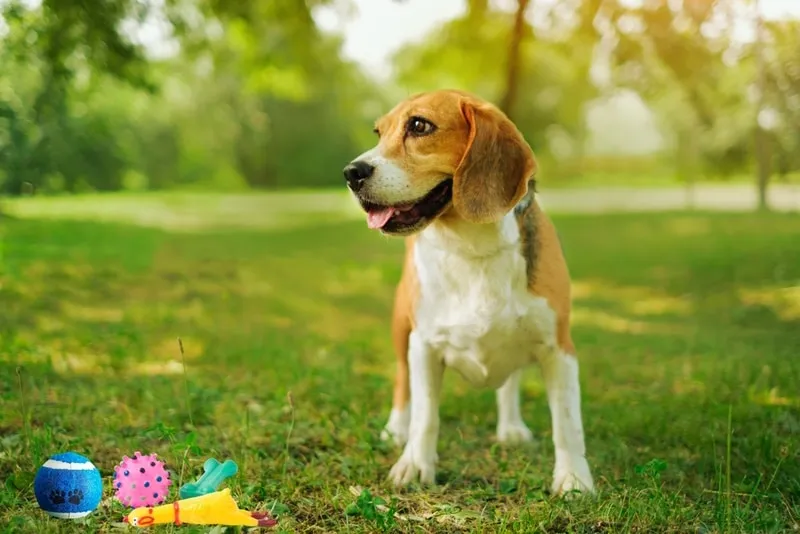 american-foxhound-puppy