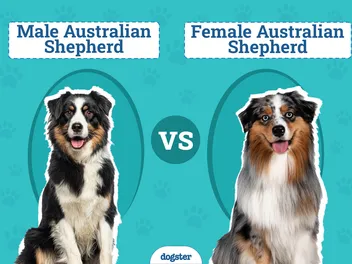 Male vs Female Australian Shepherds: The Differences (With Pictures)