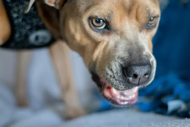 What to Do When Your Dog Bites Someone: 10 Vet-Approved Steps