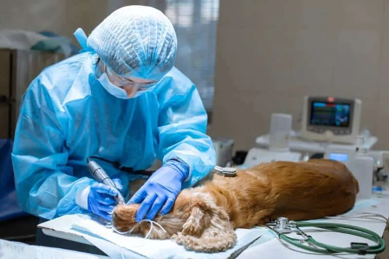 procedure of professional teeth removing dog in a veterinary clinic