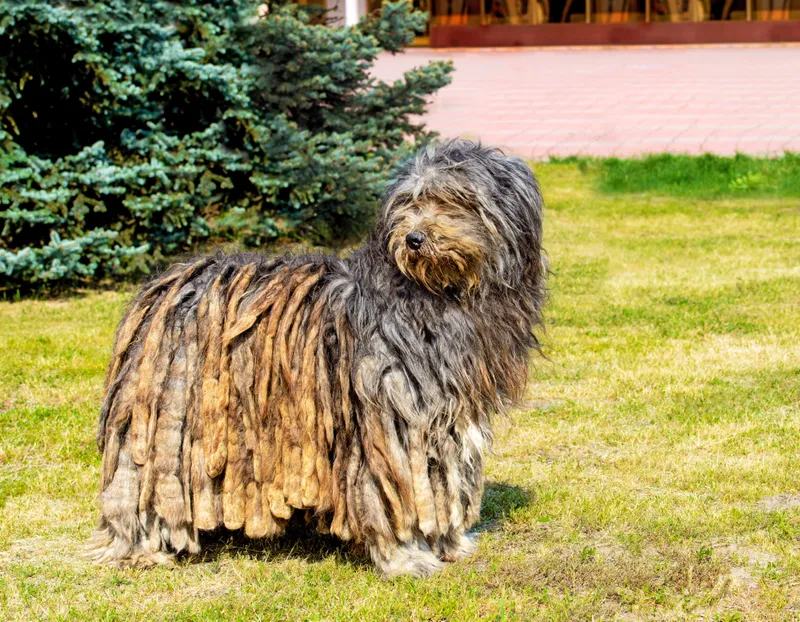 Bergamasco Shepherd dog stands on the grass in the park