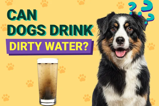 Can Drinking Dirty Water Cause a Bladder Infection in Dogs? Important Health Facts