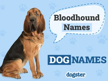 150+ Bloodhound Names That Are Brilliant and Unique