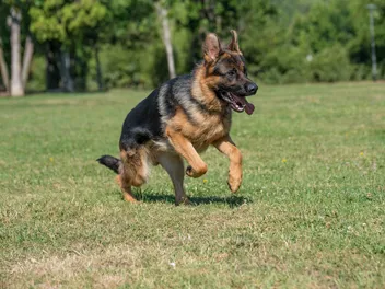 How Fast Can a German Shepherd Run? Average & Max Speed