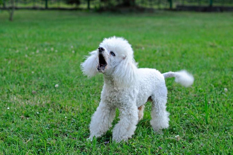 poodle dog barking