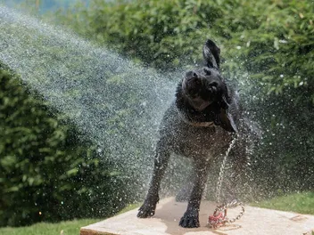 8 DIY Dog Wash Station Plans You Can Make Today (With Pictures)