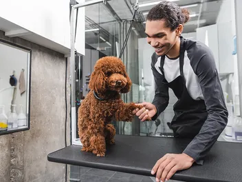 How Much to Tip a Dog Groomer in 2026: Facts & Considerations
