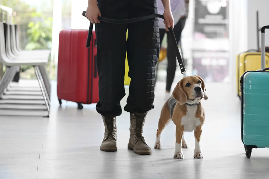 beagle police dog at the airport