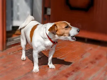 Are Dogs Dangerous? 11 Vet-Verified Facts & Statistics (2026 Update)
