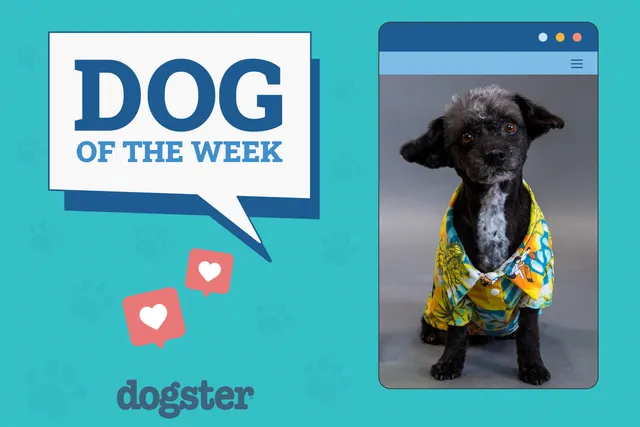 Dogster Photo Contest: Dogs of the Week Winners (October 25, 2024)