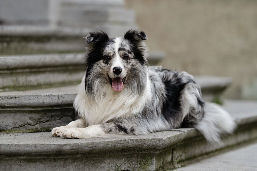 A blue-merle border collie lying down on concrete stairs