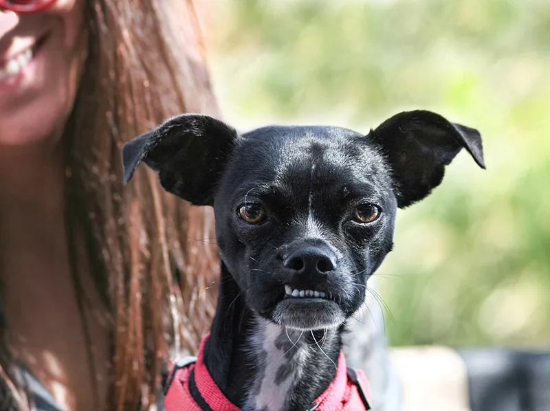 black chihuahua boston terrier mix dog held by a young woman