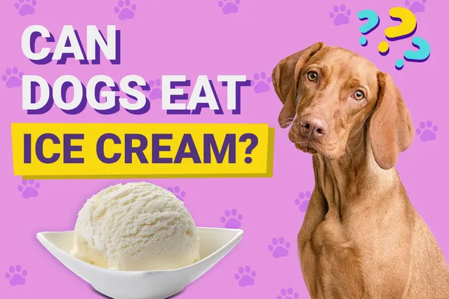 Can Dogs Eat Ice Cream? Vet-Verified Health & Safety Guide