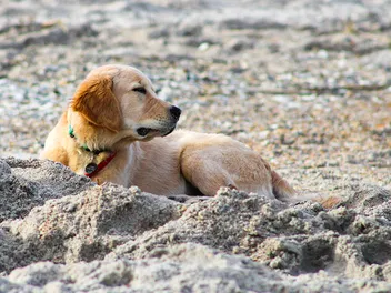13 Dog-Friendly Beaches on the Sunshine Coast, Australia in 2026: Off- & On-Leash Places