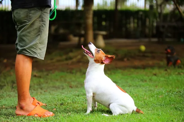 How to Teach a Dog to Stay in 8 Vet-Approved Steps