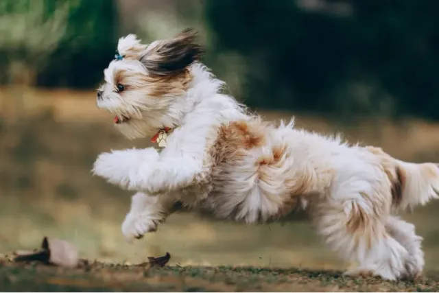 How Fast Can Shih Tzus Run? Average Speed & Breed Comparison