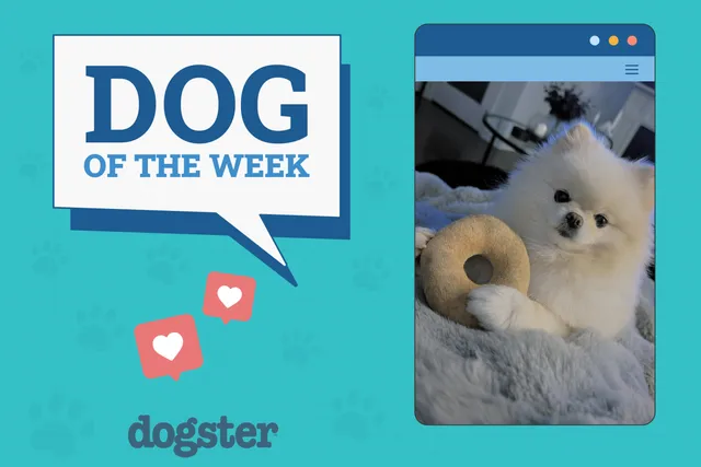 Dogster Photo Contest: Dogs of the Week Winners (Feb 20, 2025)
