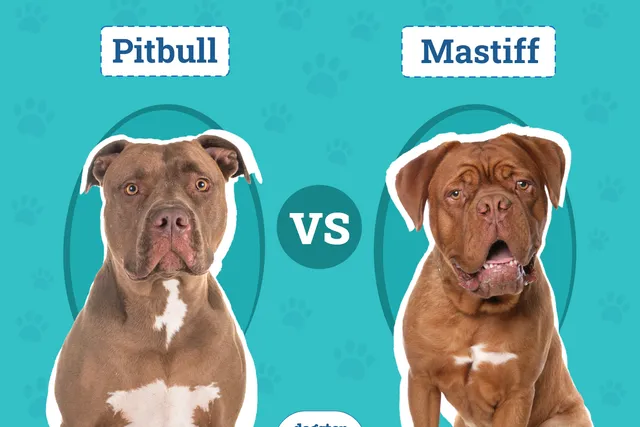 Pitbull vs Mastiff: The Key Differences (With Pictures)