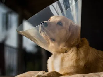 8 Reasons Not to Neuter Your Dog: Vet Reviewed Considerations