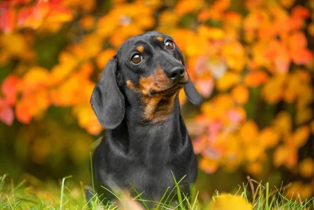 15 Reasons Why Dachshunds Are the Best Breed