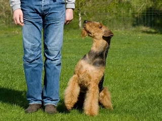 Are Airedale Terriers Good Guard Dogs? Vet-Reviewed History, Instinct & Intelligence