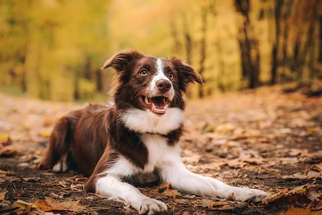 How Big Do Border Collies Get? Vet-Reviewed Average Growth and Weight Chart