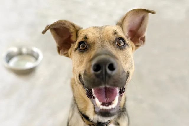 My Dog Gets Too Excited When Guests Come Over: 10 Vet-Approved Tips