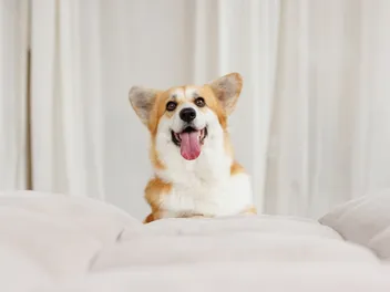 7 Best Dog Foods for Corgis in 2026 - Reviews & Top Picks