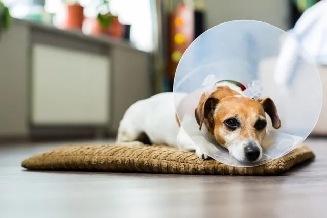 How Much Does It Cost to Spay or Neuter a Dog? 2026 Price Guide