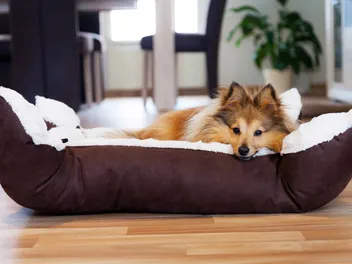 9 Types of Dog Beds to Choose for Your Pup in 2026