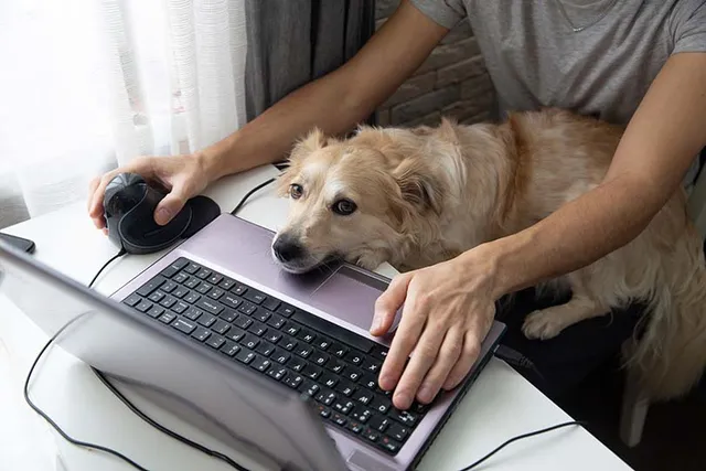 Why Does My Dog Like To Sit On Me? 6 Vet-Verified Common Reasons