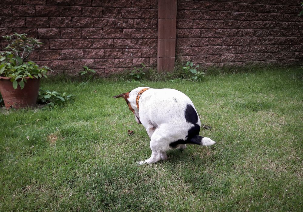 jack russell terrier dog pooping outdoors