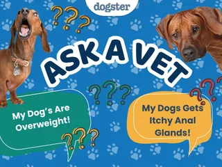 Ask Dr. Paola - Help! My Dogs Are Overweight! (April 13, 2026)