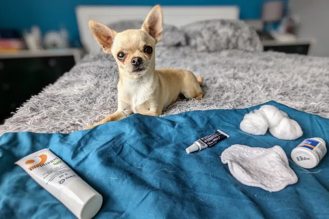 Ned's Weepy Peepers: Solving the Problem of Giving Eye Drops to Dogs (with Video)