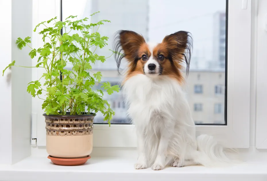 Papillon sitting in the windowsill next to a plant