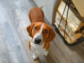 Drever Dog Breed: Info, Pictures, Care Guide & More