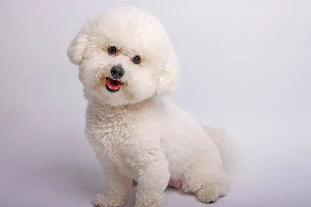 Bichon Frise Colors & Patterns (With Info & Pictures)