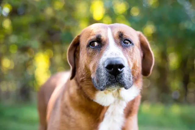 7 Signs a Dog Is Uncomfortable & How to Help (Vet-Reviewed)