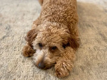 What Causes Weight Loss & Diarrhea in Senior Dogs? Vet Explained Health Facts