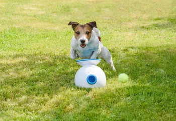 Dog playing with robot ball launcher