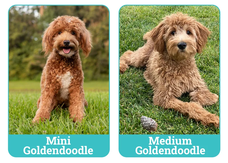 Mini vs Medium Goldendoodle