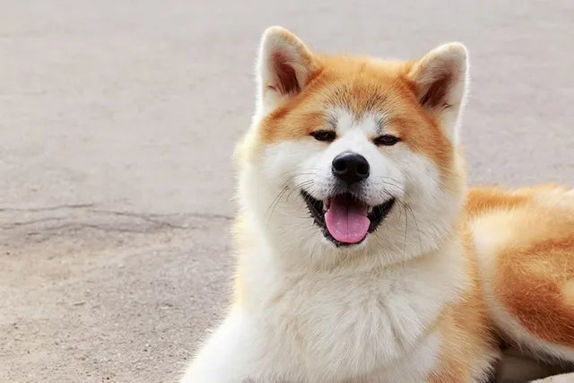 Is an Akita Good With Cats? History, Vet-Verified Facts & FAQ